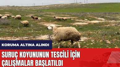 Suruç koyununun tescili için çalışmalar başlatıldı