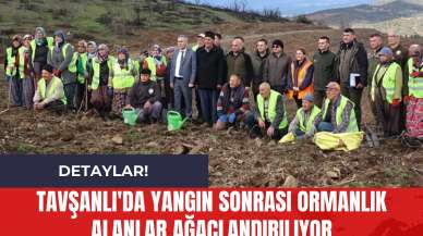 Tavşanlı'da Yangın Sonrası Ormanlık Alanlar Ağaçlandırılıyor