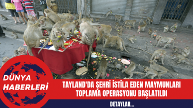 Tayland'da Şehri İstila Eden Maymunları Toplama Operasyonu Başlatıldı