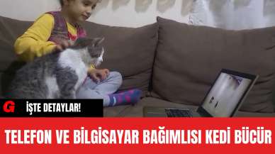 Telefon ve Bilgisayar Bağımlısı Kedi Bücür