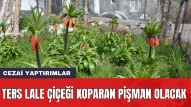 Ters Lale çiçeği koparan pişman olacak