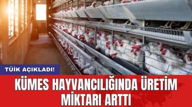 Kümes hayvancılığında üretim miktarı arttı