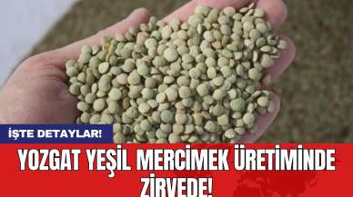 Yozgat Yeşil Mercimek Üretiminde Zirvede!