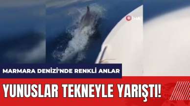 Yunuslar tekneyle yarıştı! Marmara Denizi'nde renkli anlar