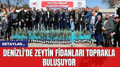 Denizli'de Zeytin Fidanları Toprakla Buluşuyor!