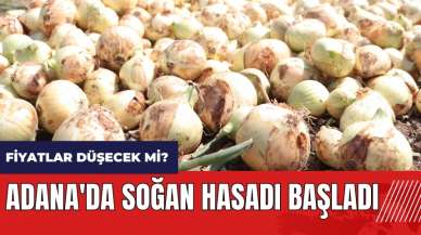 Adana'da soğan hasadı başladı! Soğan fiyatları düşecek mi?