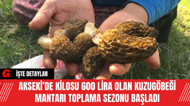 Akseki’de Kilosu 600 Lira Olan Kuzugöbeği Mantarı Toplama Sezonu Başladı