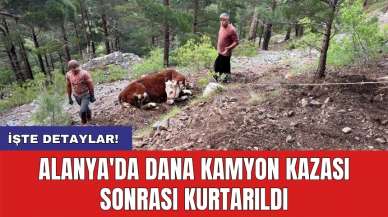 Alanya'da dana kamyon kazası sonrası kurtarıldı