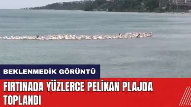 Fırtınada yüzlerce pelikan plajda toplandı