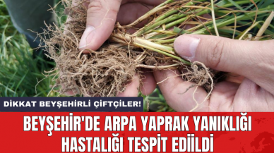 Beyşehir'de arpa yaprak yanıklığı hastalığı tespit ediildi