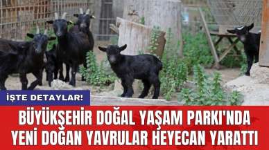 Büyükşehir Doğal Yaşam Parkı'nda yeni doğan yavrular heyecan yarattı