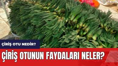 Çiriş otu nedir? Çiriş otunun faydaları neler?