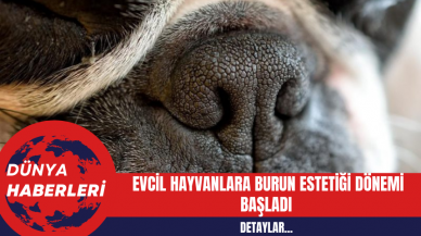 Evcil Hayvanlara Burun Estetiği Dönemi Başladı