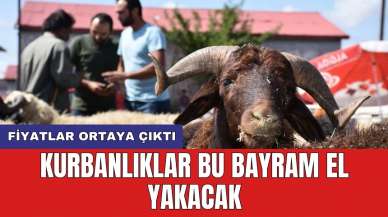 Fiyatlar ortaya çıktı: Kurbanlıklar bu bayram el yakacak!