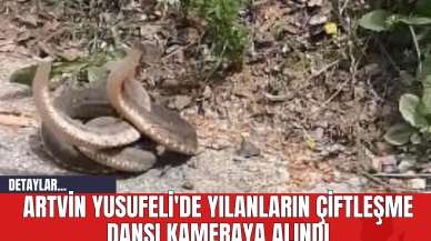 Artvin Yusufeli'de Yılanların Çiftleşme Dansı Kameraya Alındı