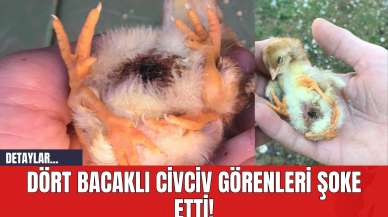 Dört Bacaklı Civciv Görenleri Şoke Etti!