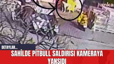 Sahilde Pitbull Saldırısı Kameraya Yansıdı