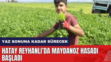 Hatay Reyhanlı'da maydanoz hasadı başladı