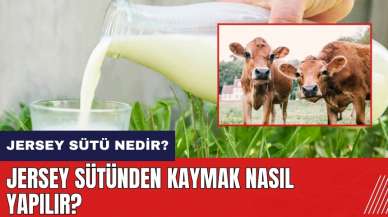 Jersey sütü nedir? Jersey sütünden kaymak nasıl yapılır?