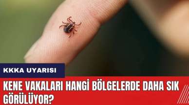 Kene vakaları hangi bölgelerde daha sık görülüyor?