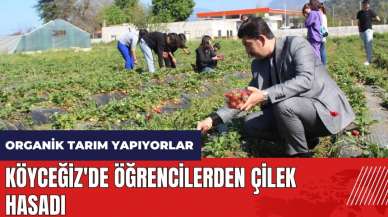 Köyceğiz'de öğrencilerden çilek hasadı