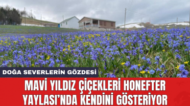 Mavi yıldız çiçekleri Honefter Yaylası’nda kendini gösteriyor