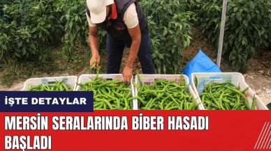 Mersin seralarında biber hasadı başladı