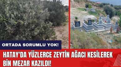 Hatay'da yüzlerce zeytin ağacı kesilip bin mezar kazıldı!