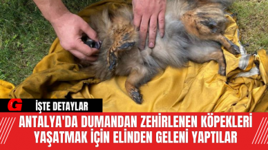 Antalya'da Dumandan Zehirlenen Köpekleri Yaşatmak İçin Elinden Geleni Yaptılar