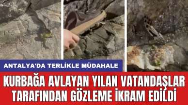 Antalya'da kurbağa avlayan yılan vatandaşlar tarafından gözleme ikram edildi