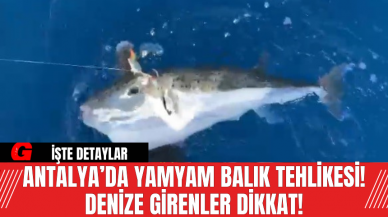 Antalya’da Yamyam Balık Tehlikesi! Denize Girenler Dikkat!