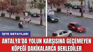 Antalya'da yolun karşısına geçemeyen köpeği dakikalarca beklediler