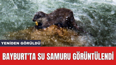 Bayburt'ta Su Samuru görüntülendi