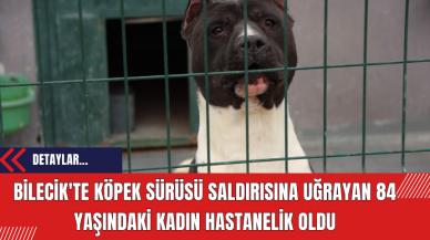 Bilecik'te Köpek Sürüsü Saldırısına Uğrayan 84 Yaşındaki Kadın Hastanelik Oldu