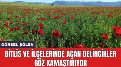 Bitlis ve ilçelerinde açan gelincikler göz kamaştırıyor