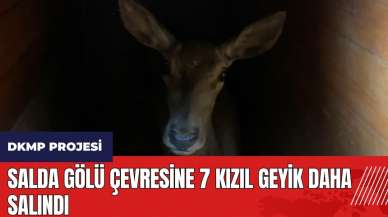 Burdur'da Salda Gölü çevresine 7 Kızıl Geyik daha salındı