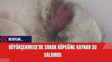 Büyükçekmece'de Sokak Köpeğine Kaynar Su Saldırısı