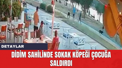 Didim Sahilinde Sokak Köpeği Çocuğa Saldırdı