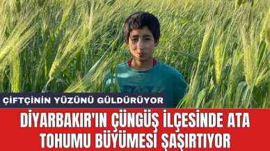 Diyarbakır'ın Çüngüş ilçesinde Ata tohumu büyümesi şaşırtıyor