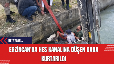 Erzincan'da HES Kanalına Düşen Dana Kurtarıldı