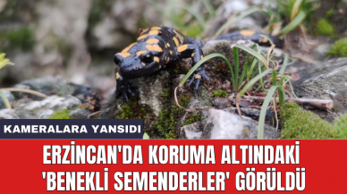 Erzincan'da koruma altındaki 'Benekli Semenderler' görüldü