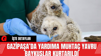 Gazipaşa’da Yardıma Muhtaç Yavru Baykuşlar Kurtarıldı