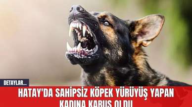 Hatay'da Sahipsiz Köpek Yürüyüş Yapan Kadına Kabus Oldu