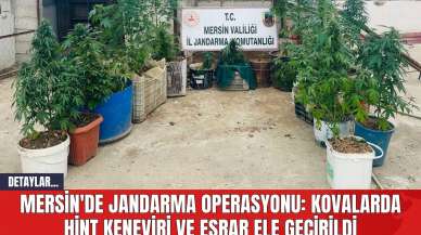 Mersin'de Jandarma Operasyonu: Kovalarda Hint Ken*viri ve E*rar Ele Geçirildi