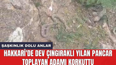 Hakkari'de dev çıngıraklı yılan pancar toplayan adamı korkuttu