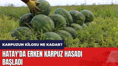 Hatay'da erken karpuz hasadı başladı! Karpuzun kilosu ne kadar?