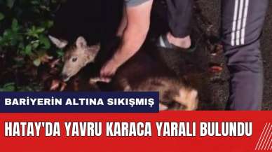 Hatay'da yavru karaca yaralı bulundu