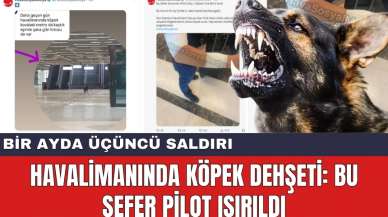 Havalimanında Köpek Dehşeti: Bu sefer Pilot Isırıldı