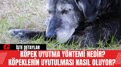 Köpek uyutma yöntemi nedir? Köpeklerin uyutulması nasıl oluyor?