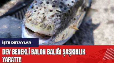 Mersin'de dev benekli balon balığı şaşkınlık yarattı!